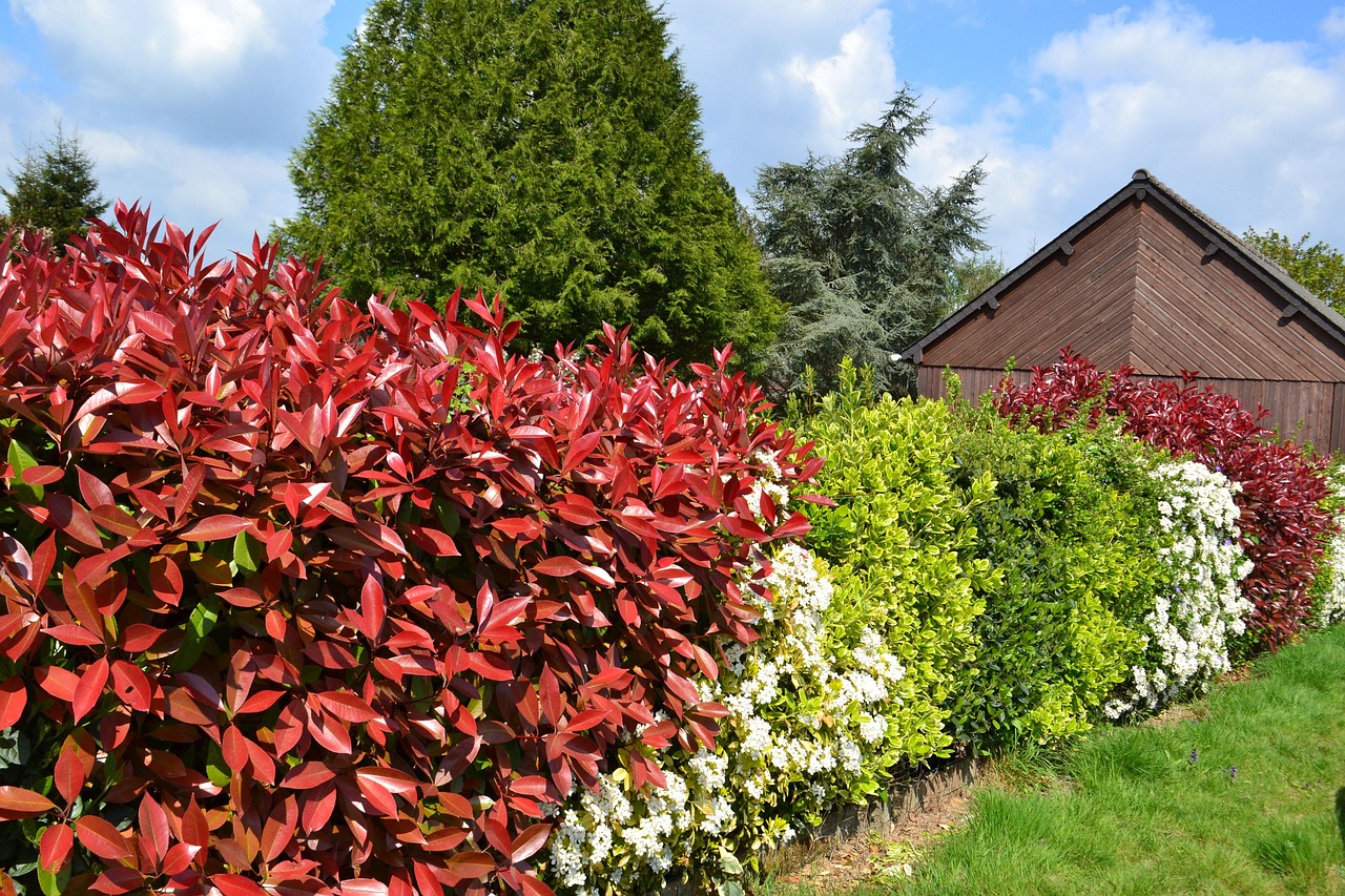Redonner vie au jardin : 8 idées de haies esthétiques, utiles et écologiques