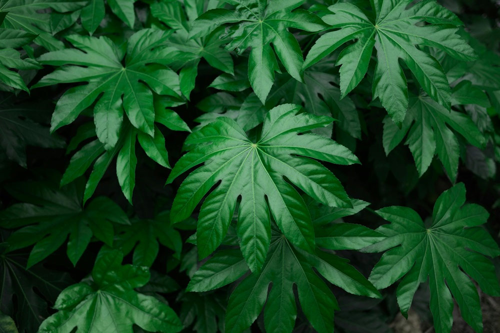 🌴 Jardin Exotique : Créer un Paradis Tropical chez Soi