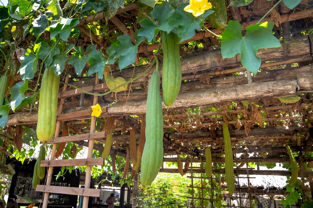 Jardin Nourricier : Beauté, Abondance et Autonomie