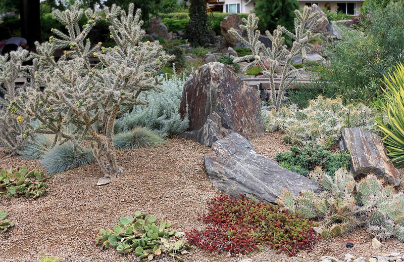 🌵 Jardin Sec : Créer un Paradis Sans Eau